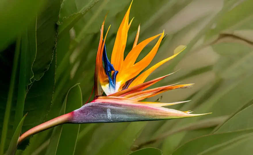 Strelitzia en bouquet - Guide ultime pour des compositions uniques