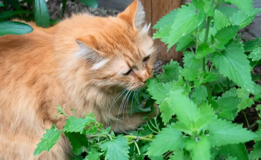 Hierba gatera - ¿Por qué no funciona en tu gato?