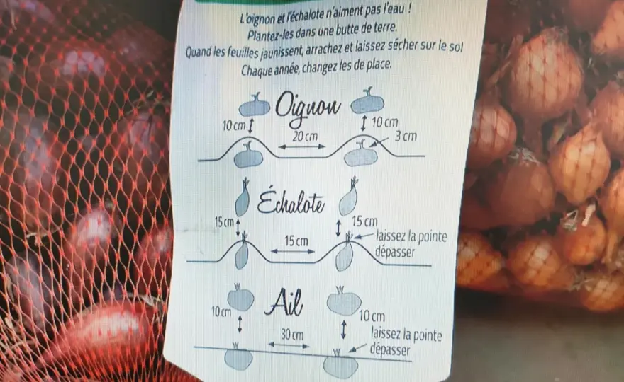 Quand récolter les échalotes et bien les conserver ?