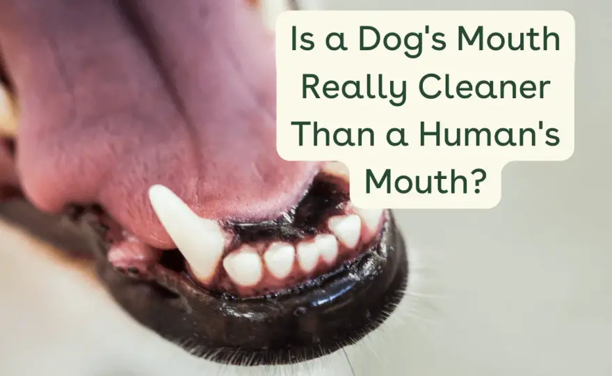 Dog Mouths vs. Human Mouths - The Truth About "Clean"