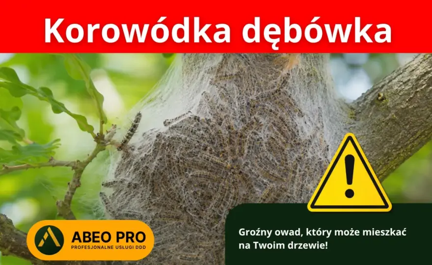 Korowódka dębówka - objawy i pierwsza pomoc po kontakcie