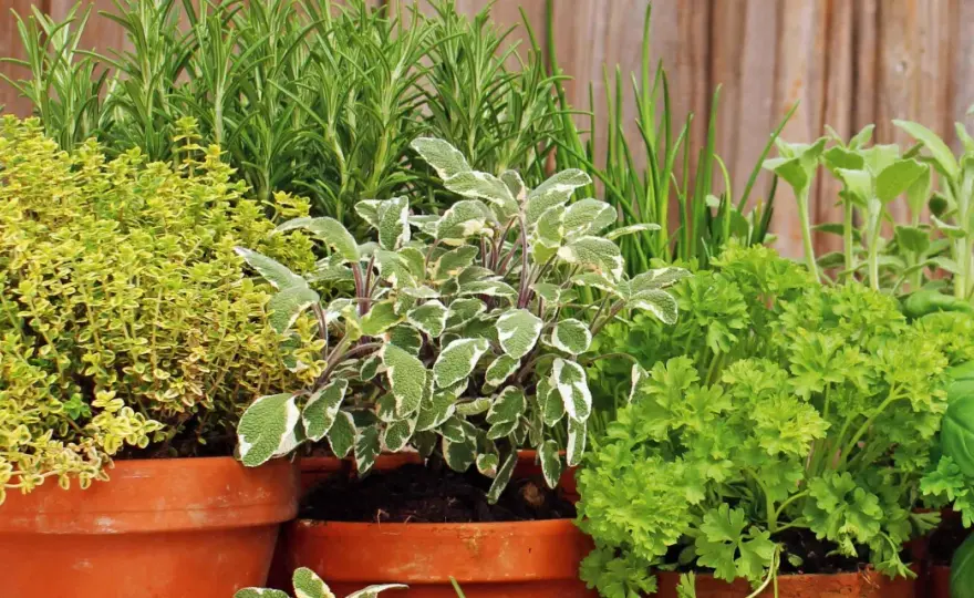 Angolo aromatico perfetto - Guida completa per coltivarlo