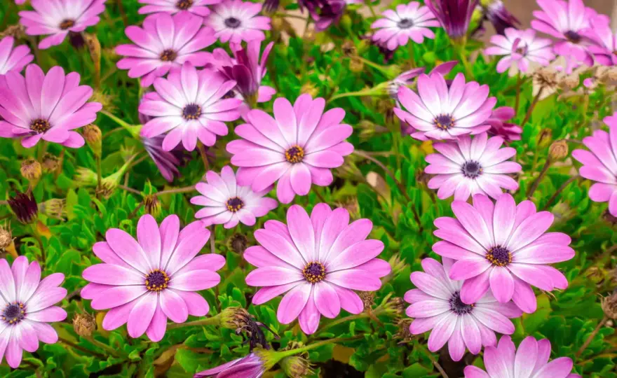 Osteospermum - uprawa, zimowanie i pielęgnacja. Kwitnie latami!