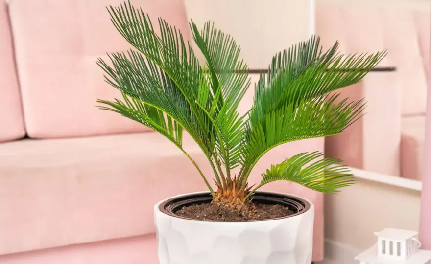 Palmeras pequeñas - Guía para elegir y cuidar la ideal