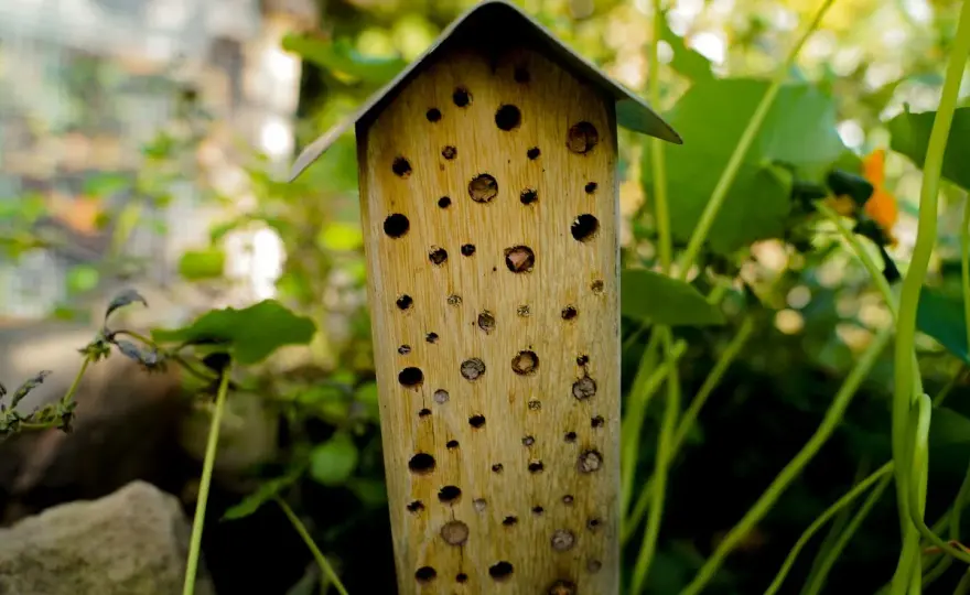 Bienenhotel selber bauen - So gelingt es wirklich!