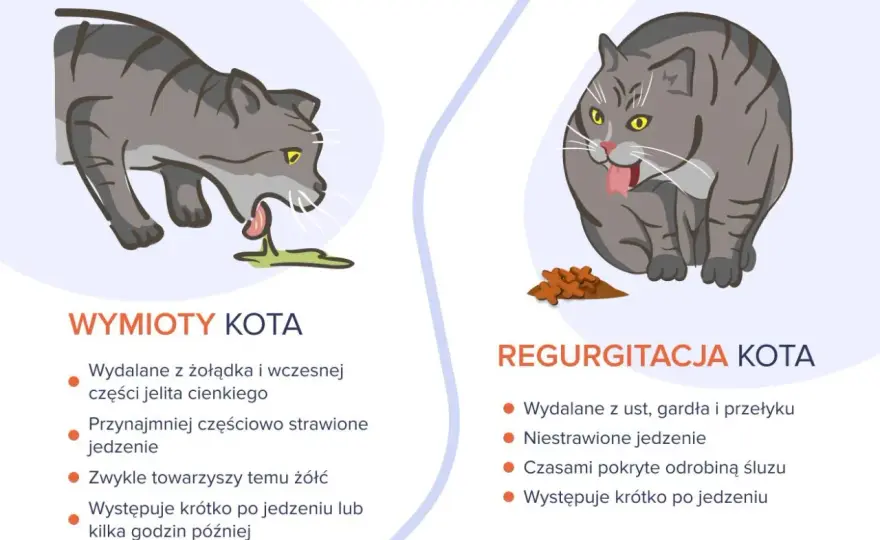 Kot wymiotuje niestrawionym jedzeniem? Co robić!