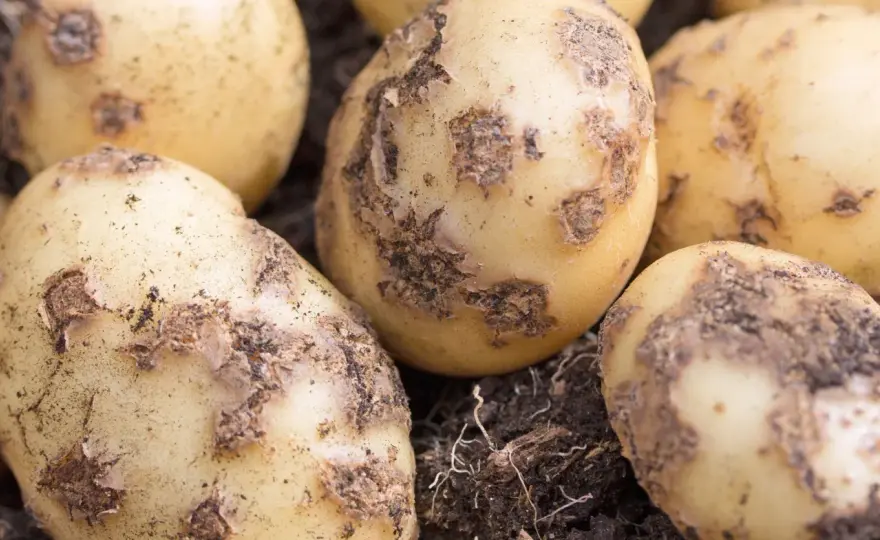 Kartoffelkrankheiten erkennen: Flecken richtig deuten & handeln