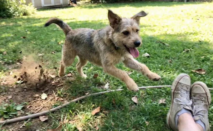 Kotfressen beim Hund - wann es normal ist und was wirklich hilft