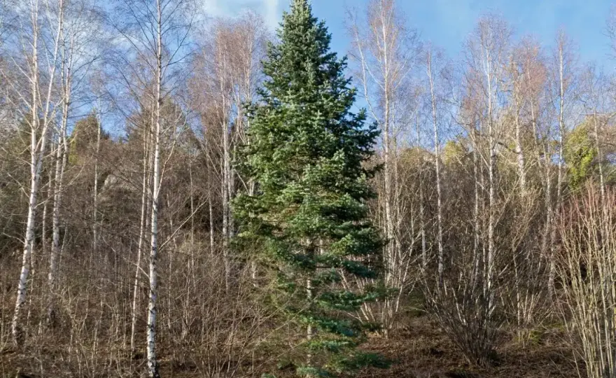 Sosna kaukaska w ogrodzie - jak ją sadzić i pielęgnować