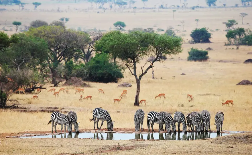 Tanzania - Jak zaplanować idealne safari i wypoczynek?