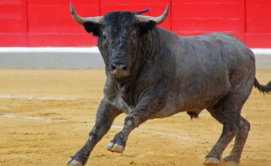 Villamarta - El encaste que define la bravura del toro