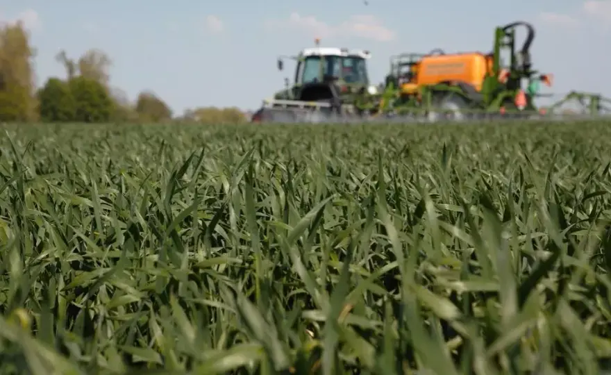 Najlepsze odpowiedzi na chwast w zbożu w krzyżówkach - sprawdź teraz