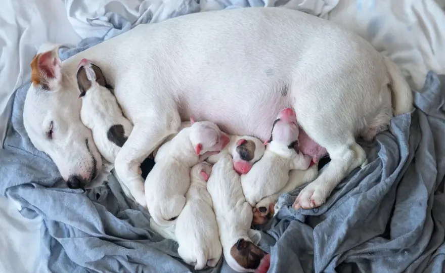 How Many Puppies Can a Dog Have? Your Guide to Litter Size