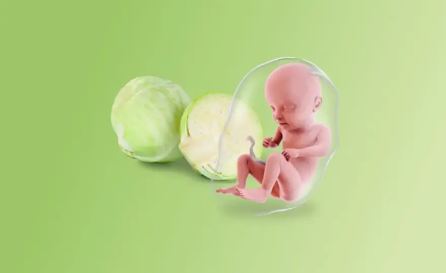 Posizione feto 27 settimane - Conta, ma non come pensi!