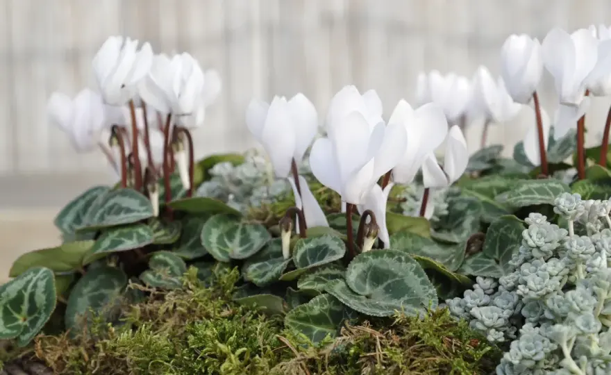 Cyklamen som blommar längre - så sköter du den rätt