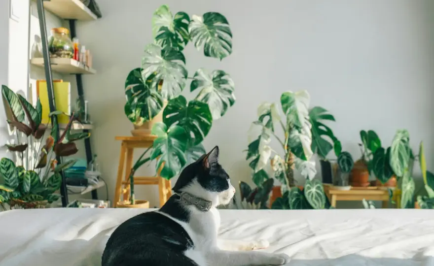 Plantas seguras para gatos - Guía para un hogar verde y feliz