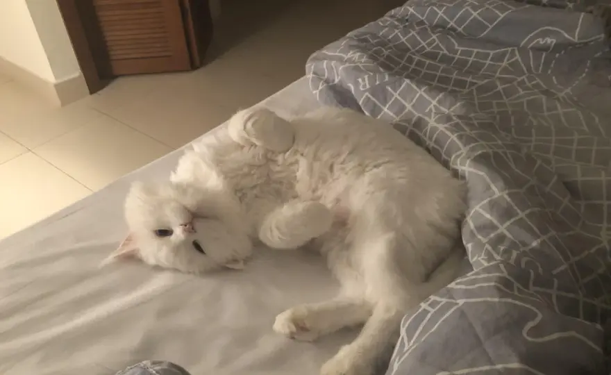 Can Cats Purr in Their Sleep? What It Means & When to Worry