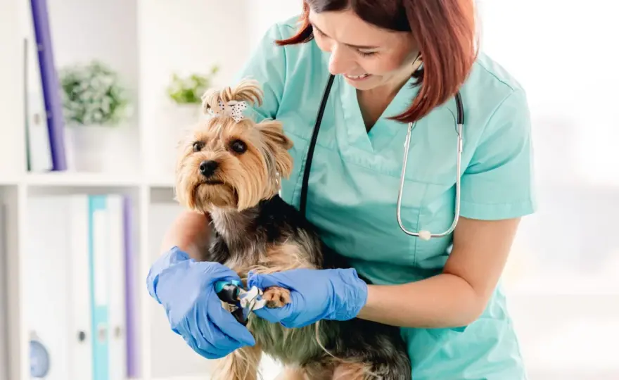 Klima Small Animal Clinic: Kompleksowa opieka weterynaryjna w Waterloo
