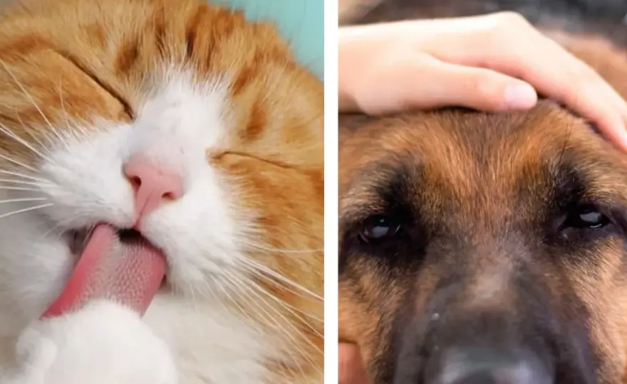 Perro vs Gato - ¿Cuál encaja mejor con tu vida?