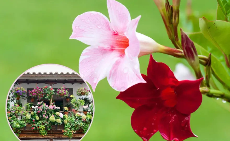 Kiedy wystawić sundaville na balkon, aby uniknąć przymrozków?