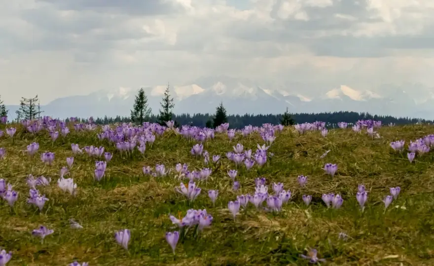 Gorc Troszacki - Widoki na Tatry i trasy w Gorcach. Jak planować?