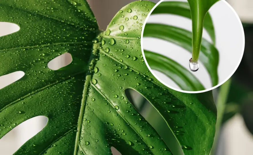 Monstera płacze - Gutacja czy problem? Rozwiąż zagadkę!