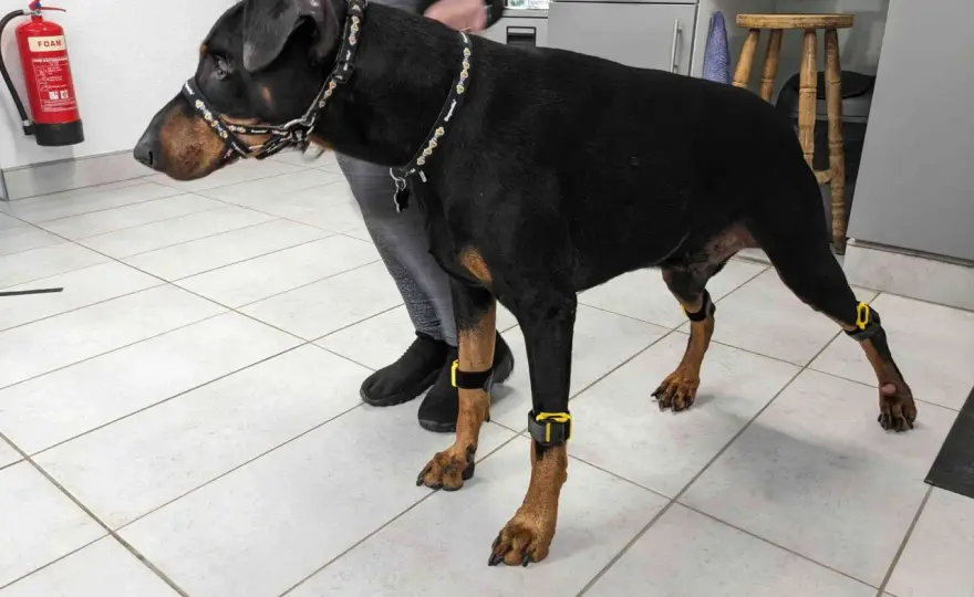 Syndrome de Wobbler du chien - Comprendre et agir tôt