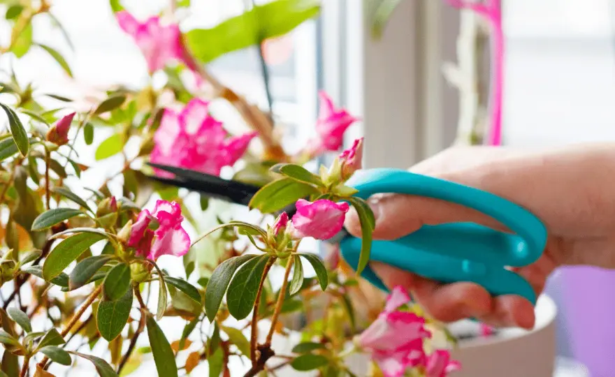 Tailler une azalée sans perdre les fleurs - Le guide complet