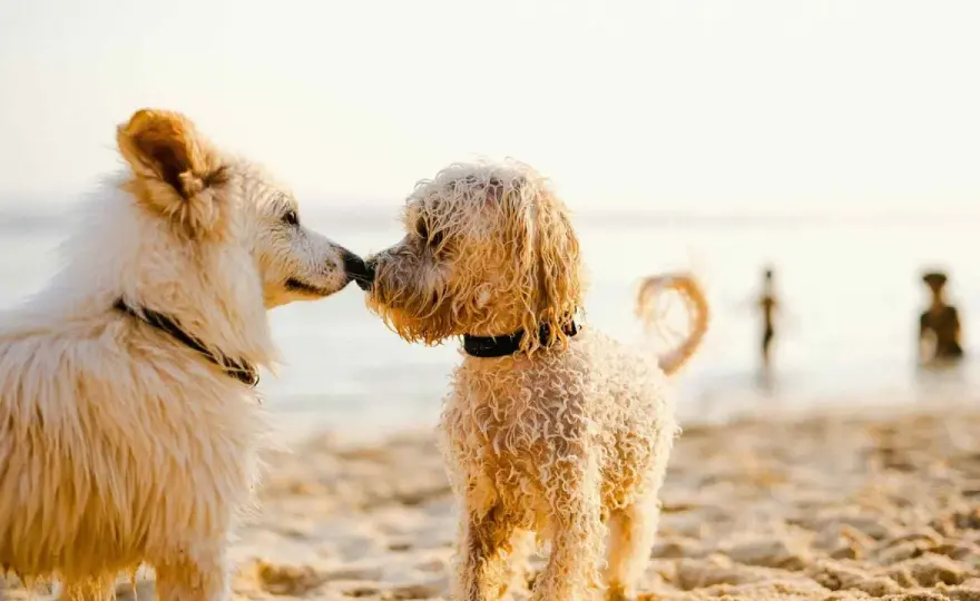 Playas caninas en Galicia - Guía para un día perfecto