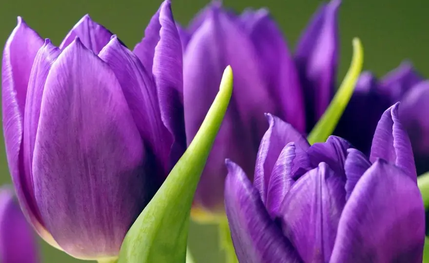 Tulipe violette - Son message caché et comment bien l'offrir
