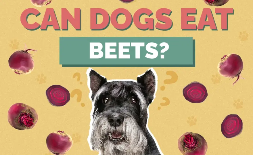 Can Dogs Eat Beets? Safe Guide for Your Canine Friend
