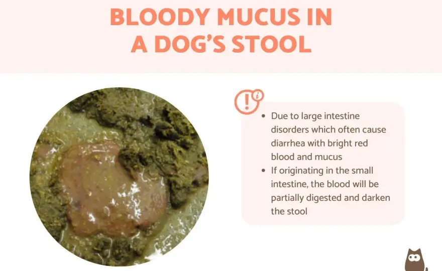 Mucus in Dog Poop - What It Means & When to Worry