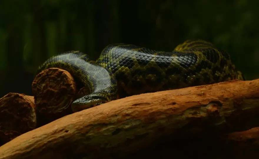 Anaconda amazónica - ¿Mito o realidad? Descubre su mundo