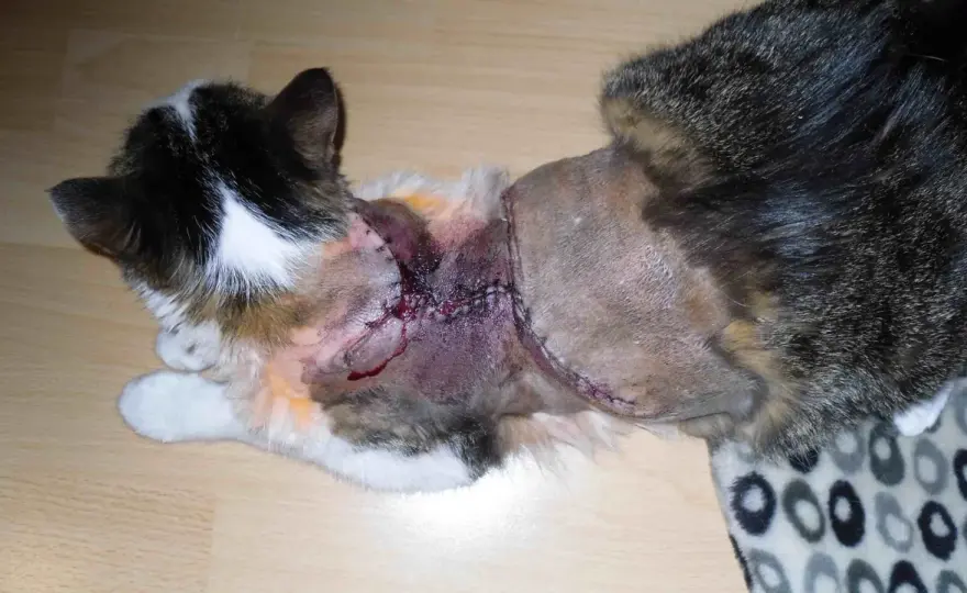 Fibrosarkom bei Katzen - Warnzeichen, Diagnose und Therapie