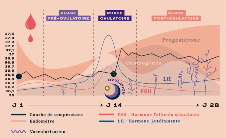 Température chez la femme - cycle, fièvre ou ménopause ?