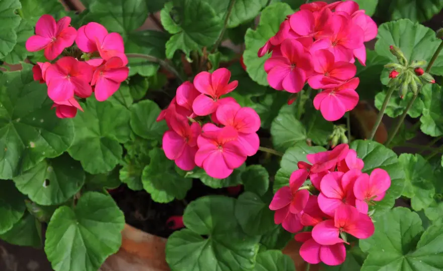 Pelargoner utomhus - Så lyckas du med frodig blomning!