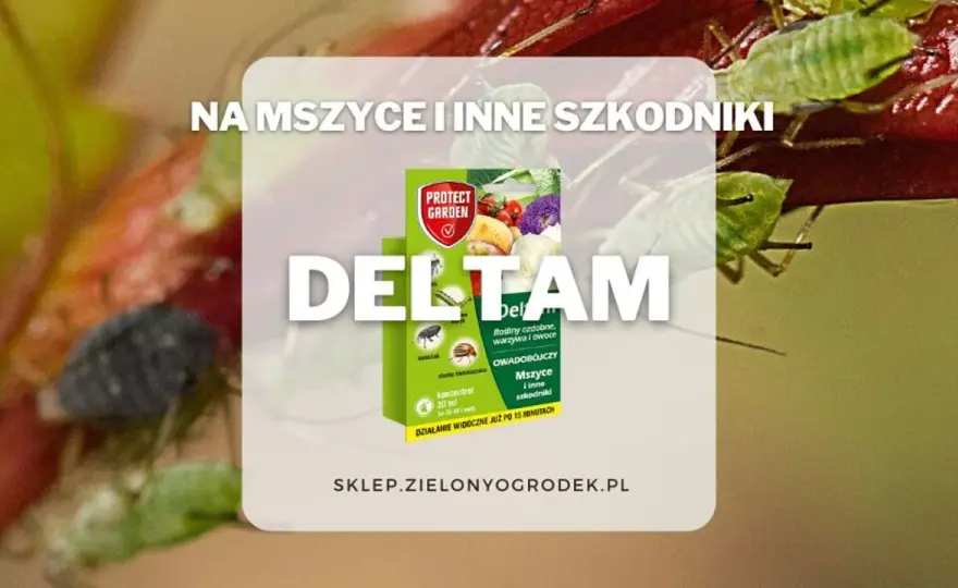 Deltam insektycyd - kiedy działa i jak go stosować?
