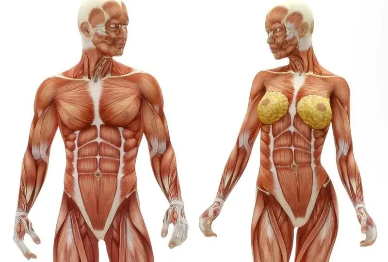 El músculo más grande del cuerpo: funciones y datos sorprendentes