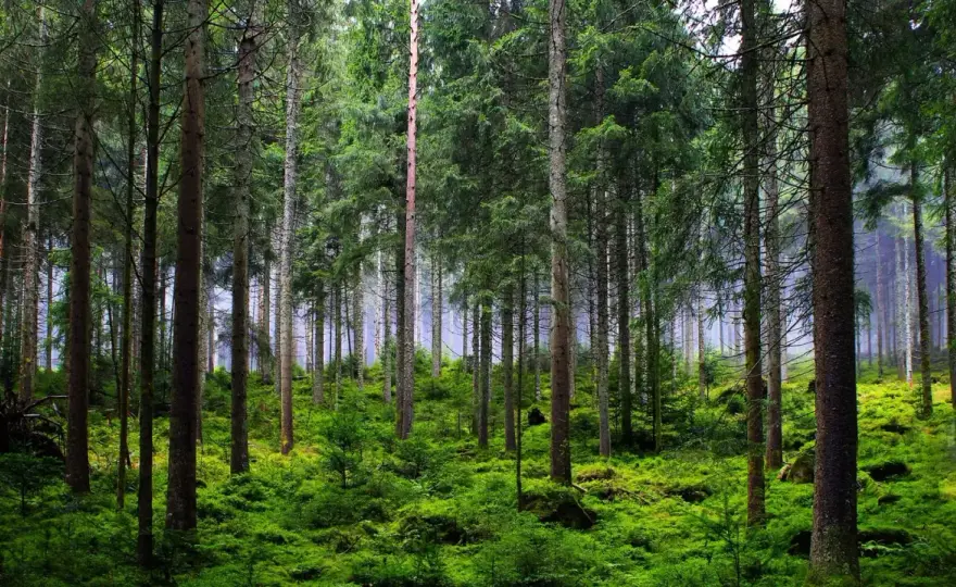 Park narodowy a rezerwat przyrody - Czym się różnią i jak je zwiedzać?