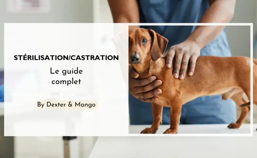 Stérilisation chimique chien mâle - Votre guide complet