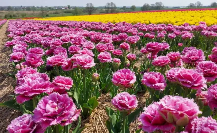 Kiedy kwitną tulipany? Wydłuż sezon w ogrodzie!