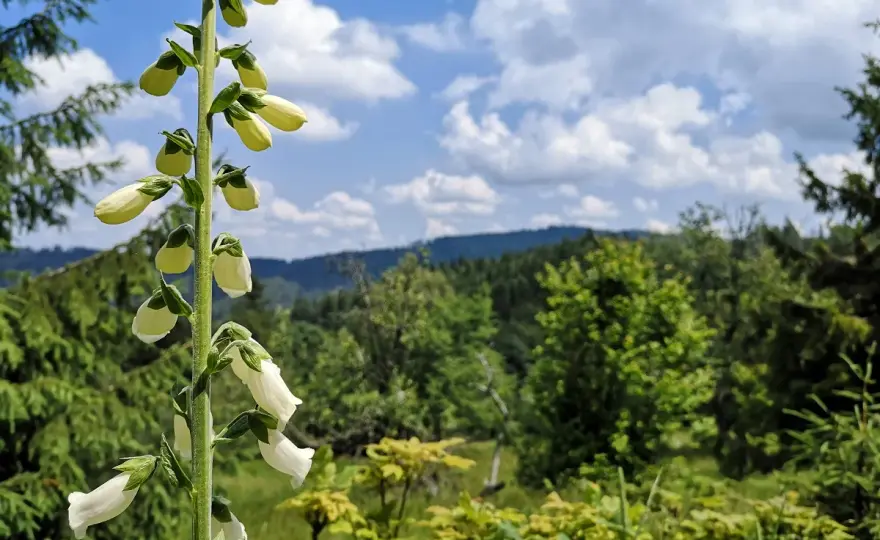 Beskid Mały - Jak zaplanować wycieczkę z widokami?