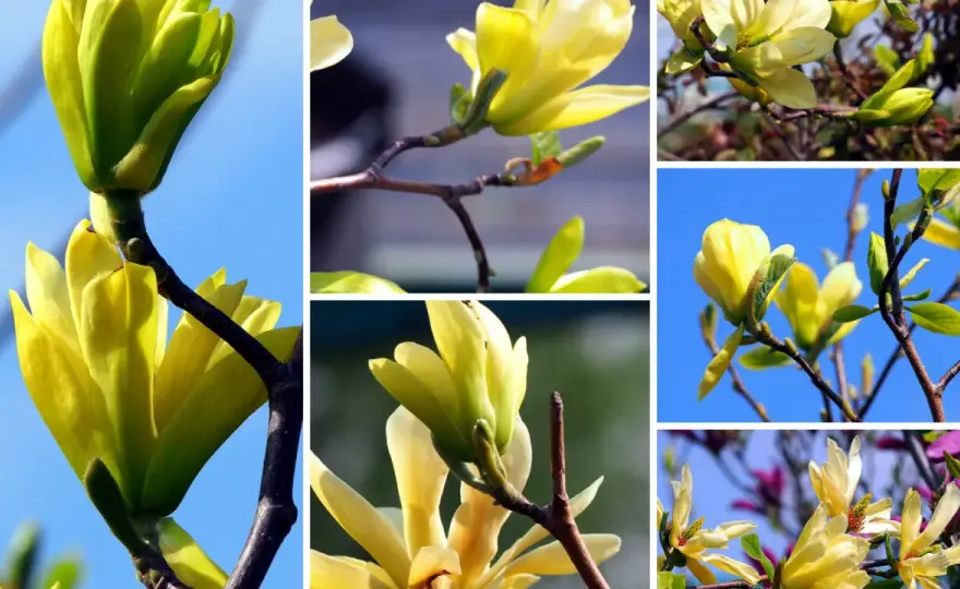 Żółta magnolia - Kiedy kwitnie i jak dbać o obfite kwiaty?