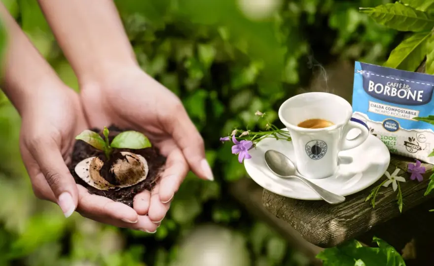 Fondi di caffè per basilico - funzionano davvero?