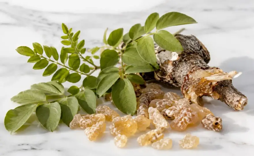Boswellia serrata - Jak wybrać dobry suplement na stawy?