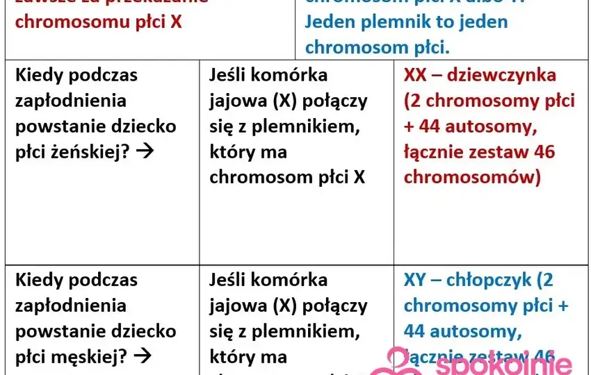 Płeć dziecka: Kiedy i jak najwcześniej ją poznasz? Metody i pewność.