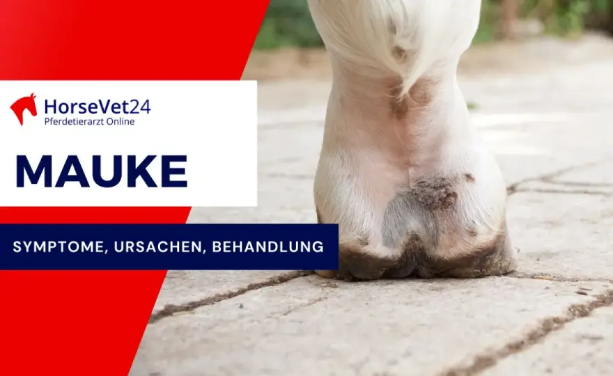 Mauke beim Pferd - Ursachen, Symptome & richtiger Plan