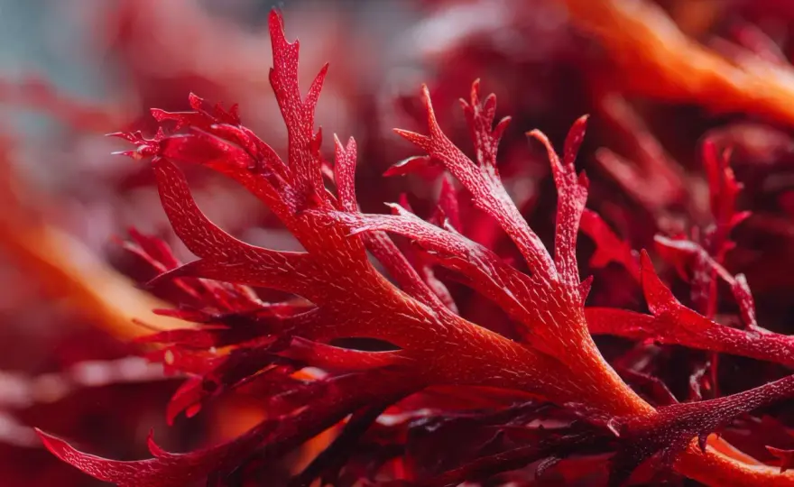 Astaxanthin und Histamin - was die Forschung wirklich hergibt