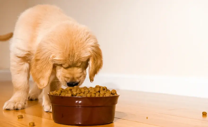 Pienso para cachorro - Cantidad ideal y cómo ajustarla