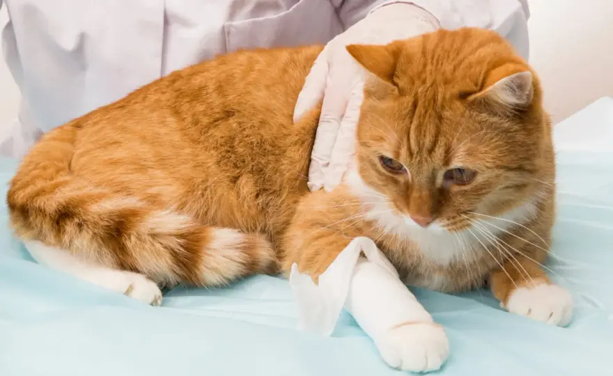 Chat boite patte arrière - Quand s'inquiéter et que faire ?